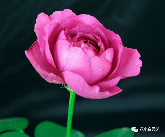 女主穿越圣斗士幻塔索斯_幻塔索斯_圣斗士幻塔索斯