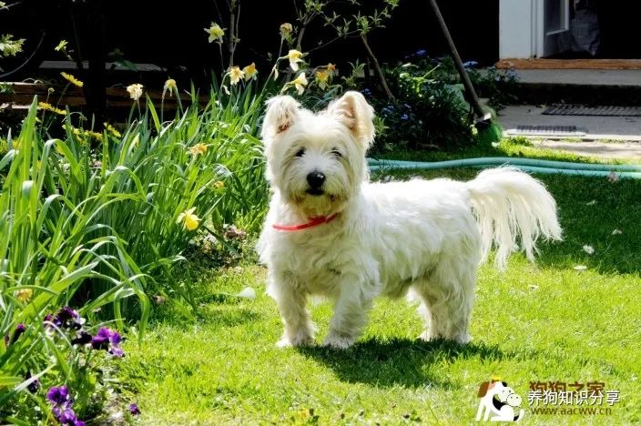 狗狗品种大全及图片 【白毛狗狗的品种图片】13个超萌白色狗狗品种介绍