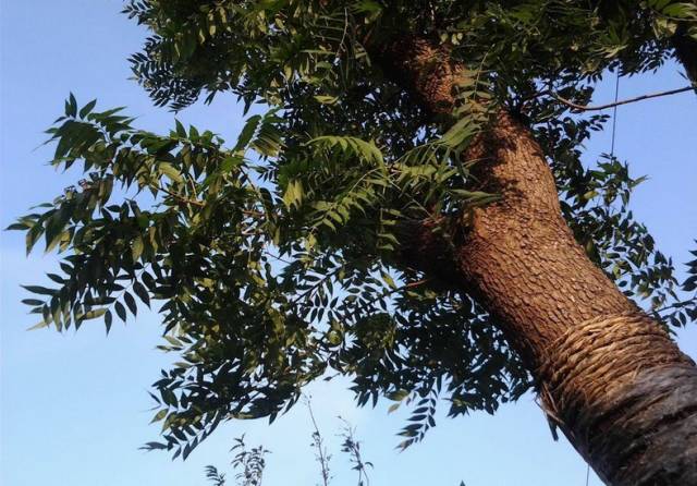 斑马木属于什么档次_斑马木_斑马木和乌金木的区别