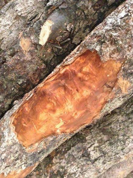 斑马木属于什么档次_斑马木_斑马木和乌金木的区别