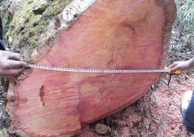 斑马木属于什么档次_斑马木和乌金木的区别_斑马木