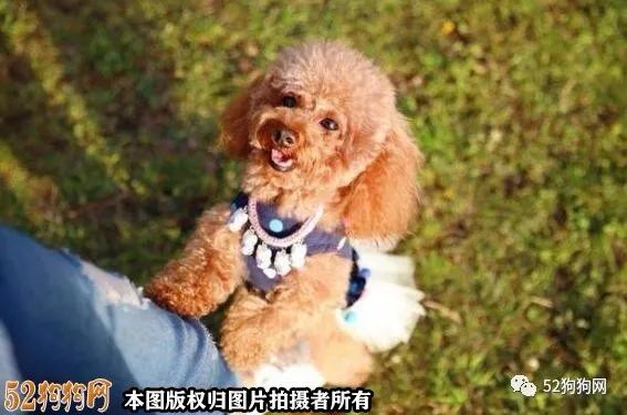 狗狗大全_全世界狗狗大全_狗狗大全及图片