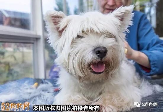 全世界狗狗大全_狗狗大全_狗狗大全及图片