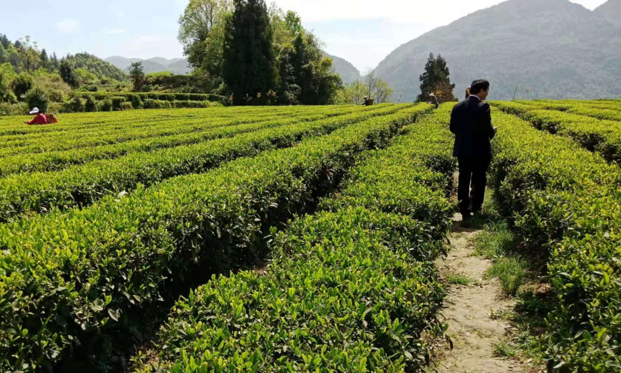 中国茶叶历史悠久浙江杭州盛产_茶叶浙江杭州盛产的是_浙江杭州盛产的茶叶是什么茶叶