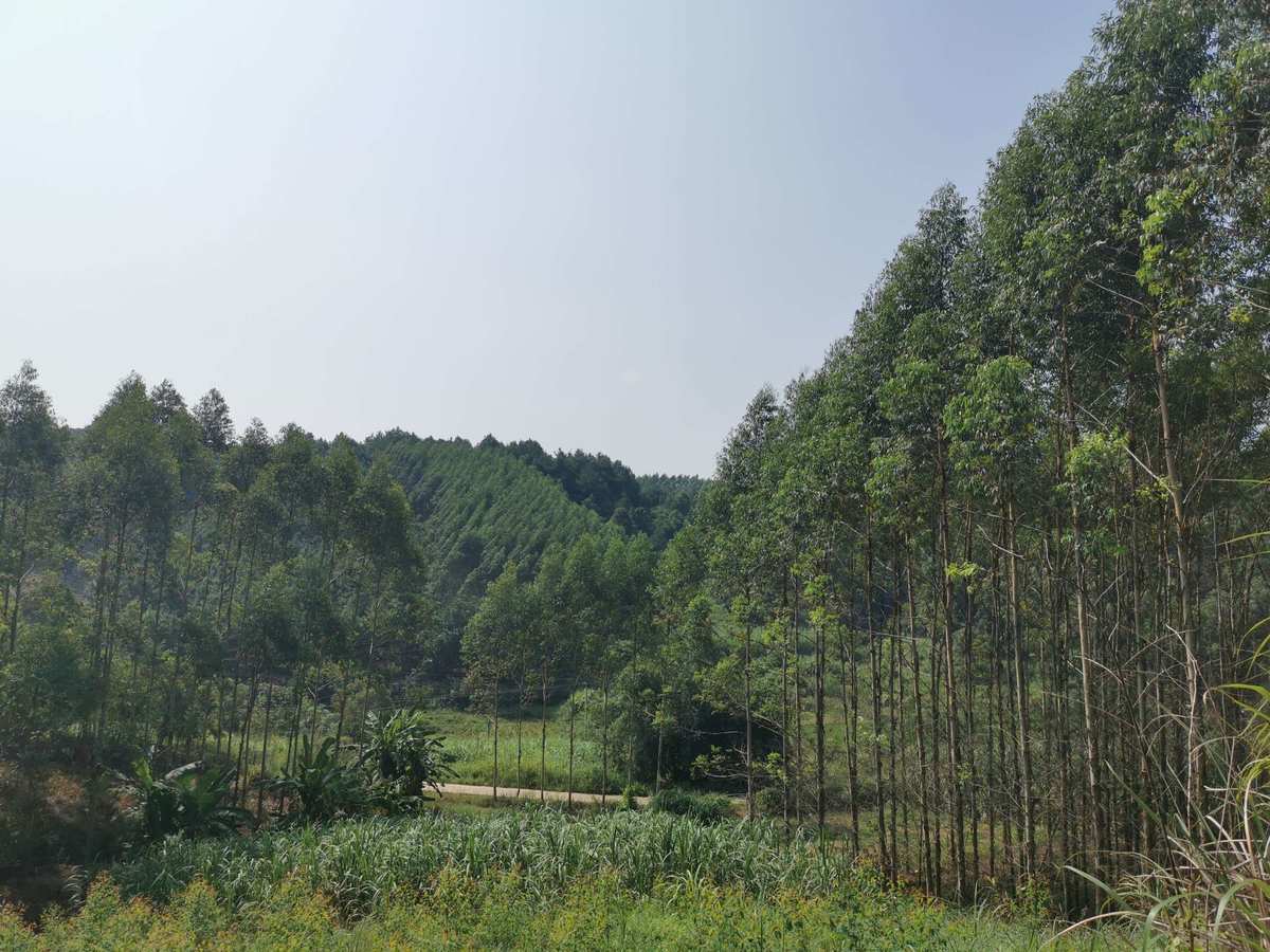 大桂山林场_大桂山林场场长_大桂山林场简介