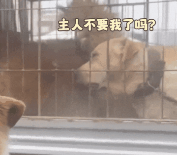 狗狗舔主人手脚意味着什么_狗狗_狗狗币