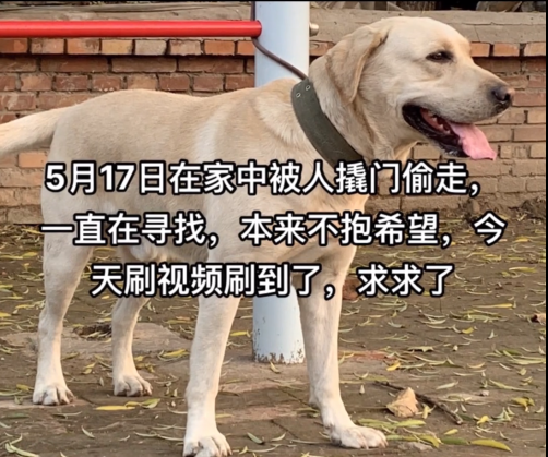 狗狗币_狗狗舔主人手脚意味着什么_狗狗