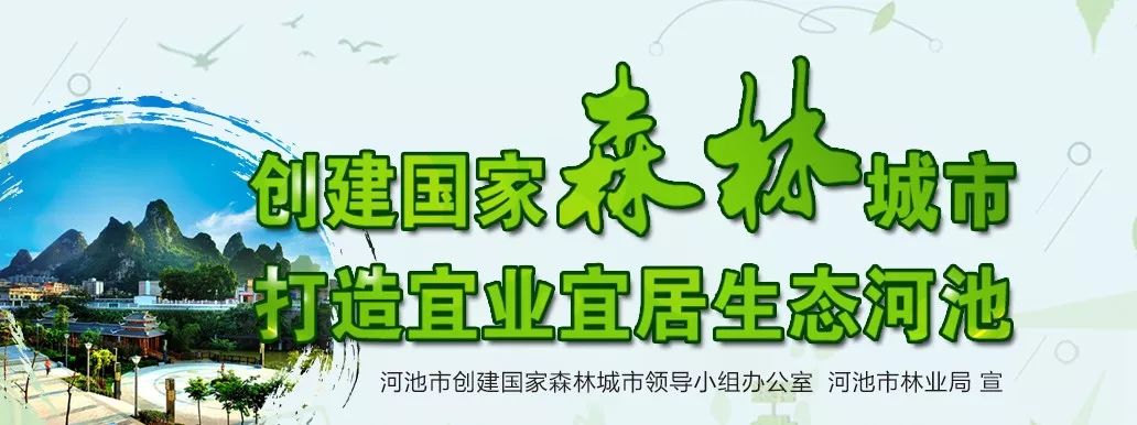河池地图_河池地图高清地图_河池地图高清版大图片