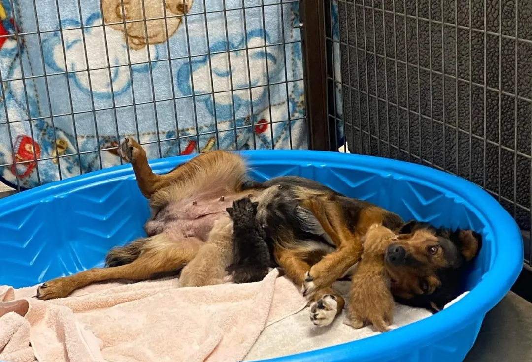 宠胖胖是做什么的_宠胖胖_宠胖胖app诈骗