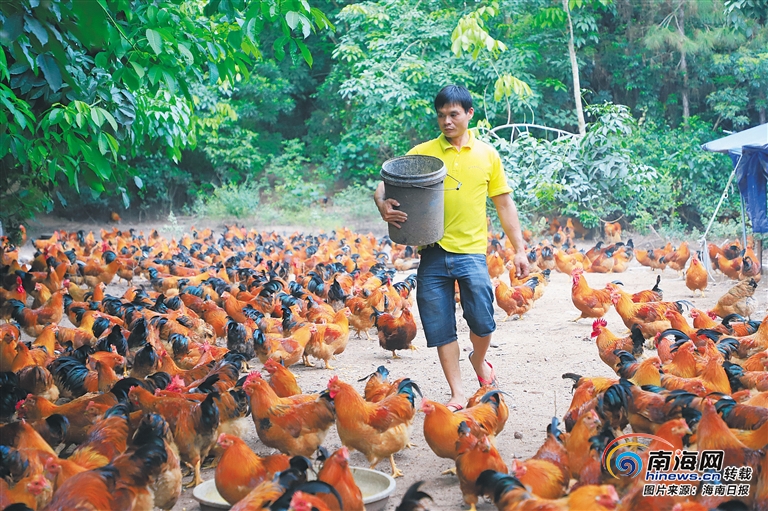 认养一只鸡_鸡认养销售模式_鸡认养合同