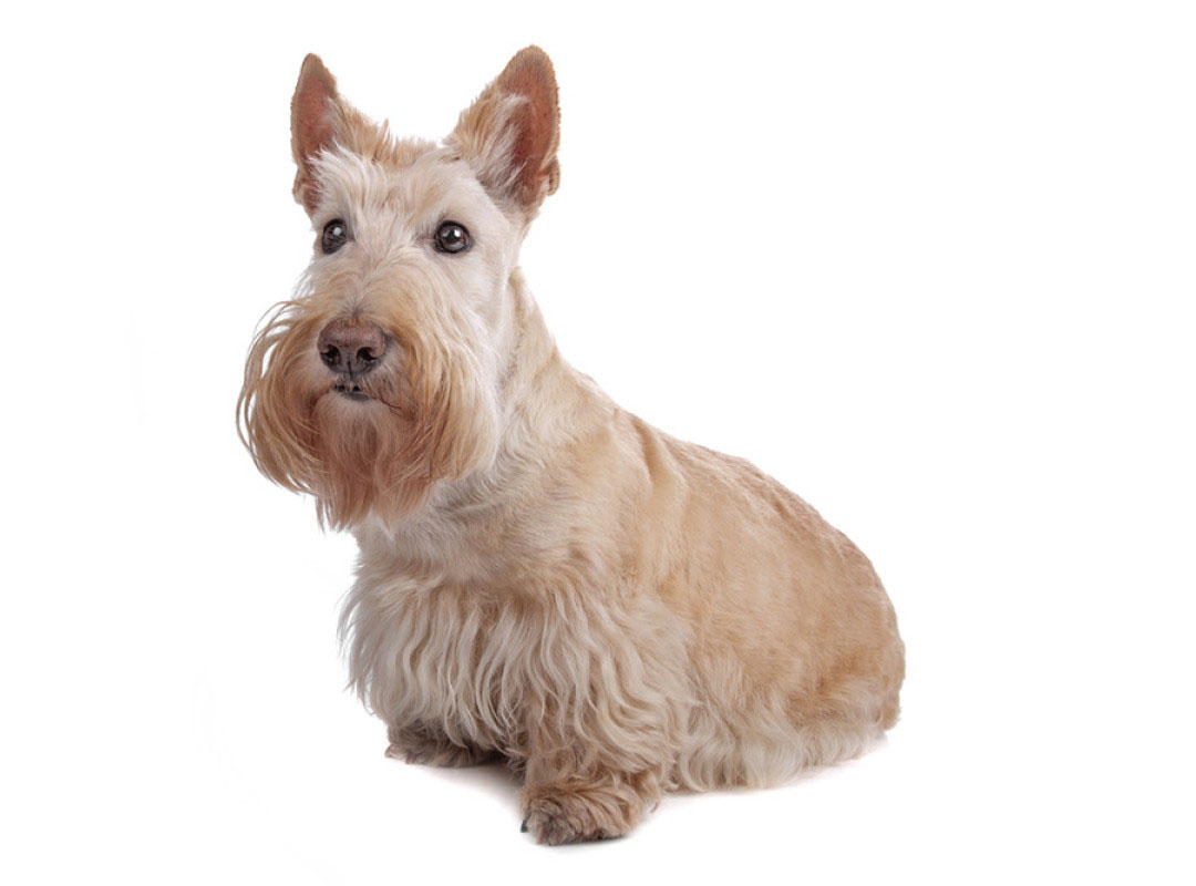 宠物狗品种大全热门宠物排行_宠物狗大全_宠物狗大全