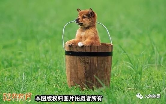 最可爱的小狗图片