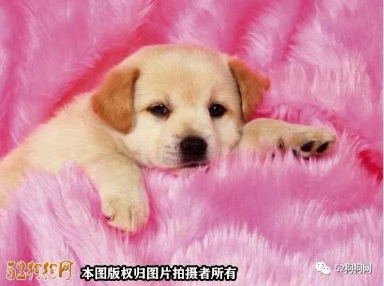 小狗图片可爱头像_小狗图片简笔画_小狗图片