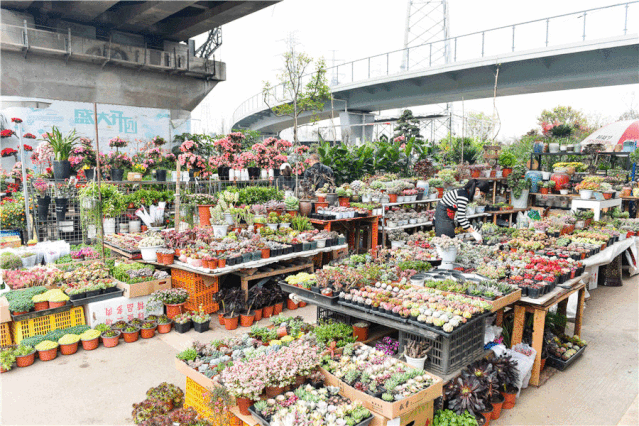 三圣花乡_三圣花乡哪个景区好玩_三圣花乡花卉市场在哪里