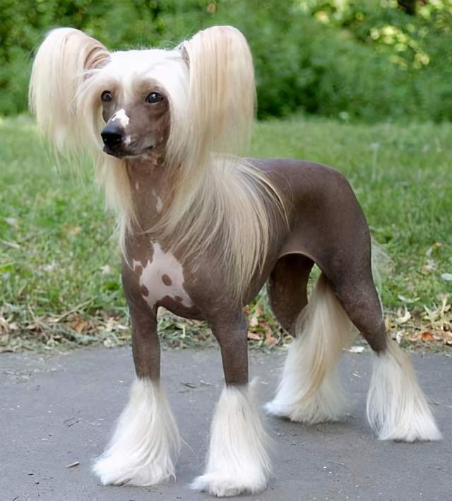 小狗品种小型犬_小狗品种_小狗品种大全分类