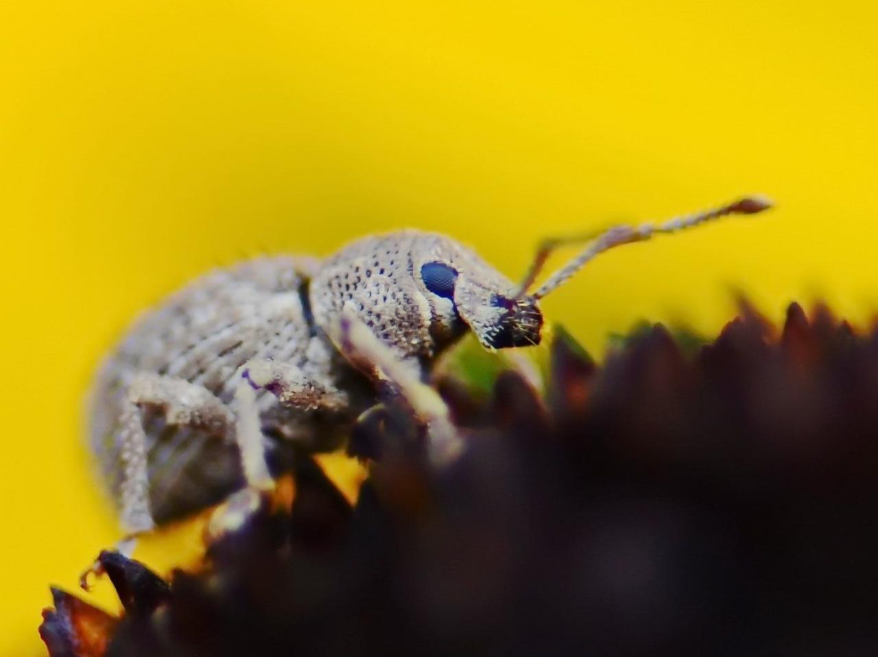 鼻星鼹鼠_星鼻鼹_星鼻鼹生殖器