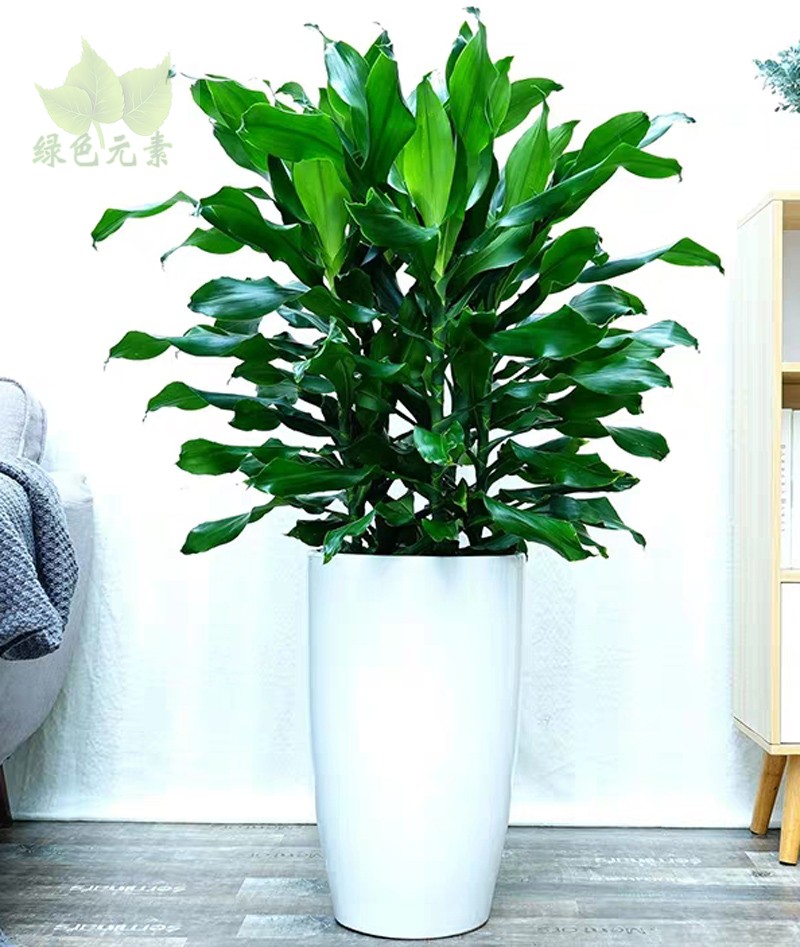 三圣花乡哪个景区好玩_三圣花乡花卉市场在哪里_三圣花乡