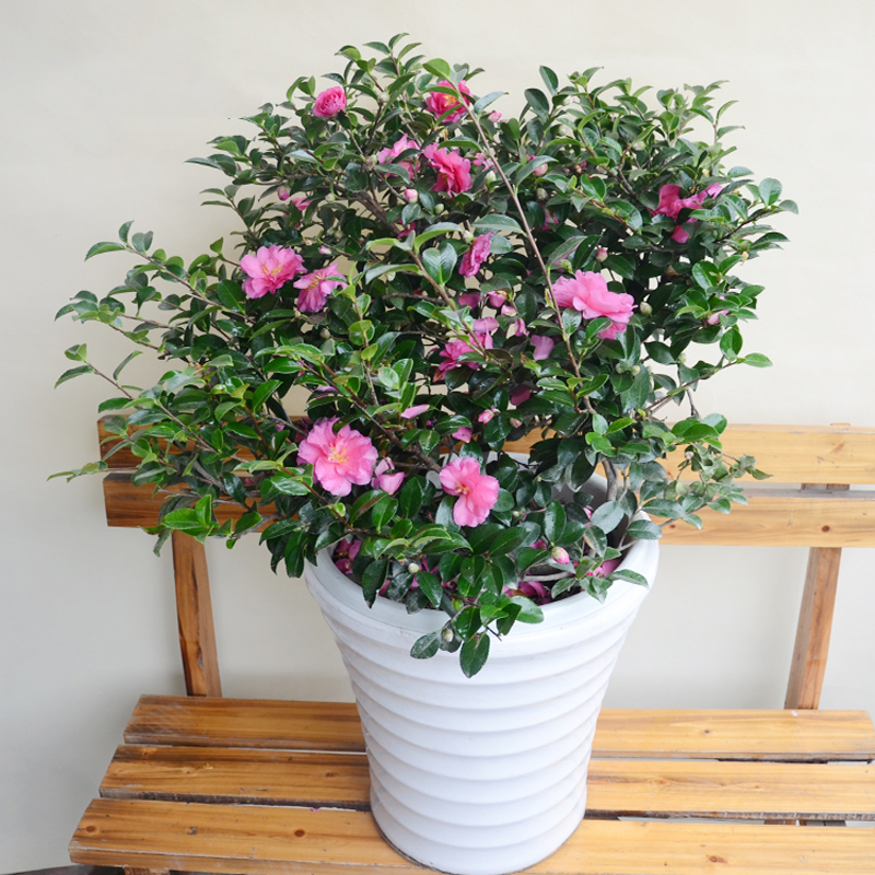 三圣花乡哪个景区好玩_三圣花乡花卉市场在哪里_三圣花乡