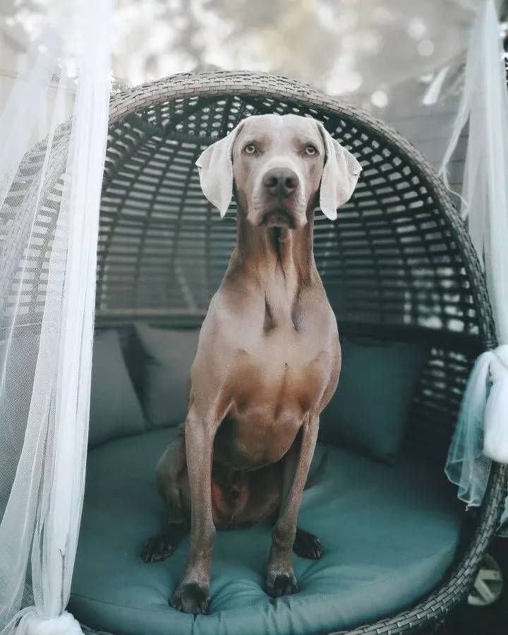 小狗品种小型犬_小狗品种大全分类_小狗品种