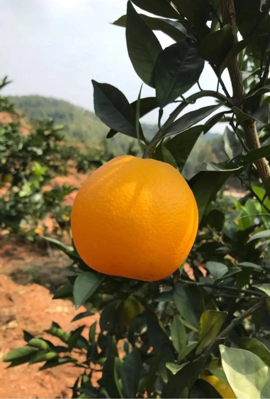 农村橙子两年前视频_农村橙子_橙子农村橙子