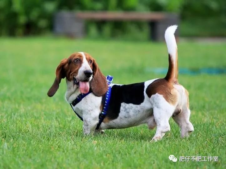 宠物狗图片大全 宠物狗品种名字及图片大全