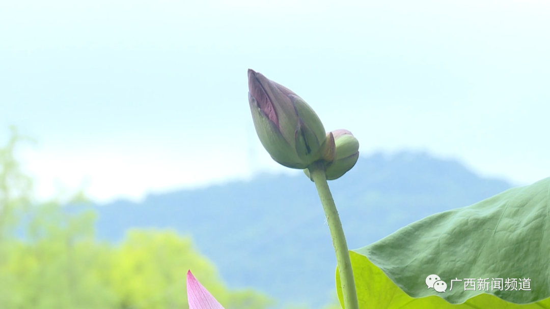 广西省有多少个市_广西省有多个市_广西省市有哪些
