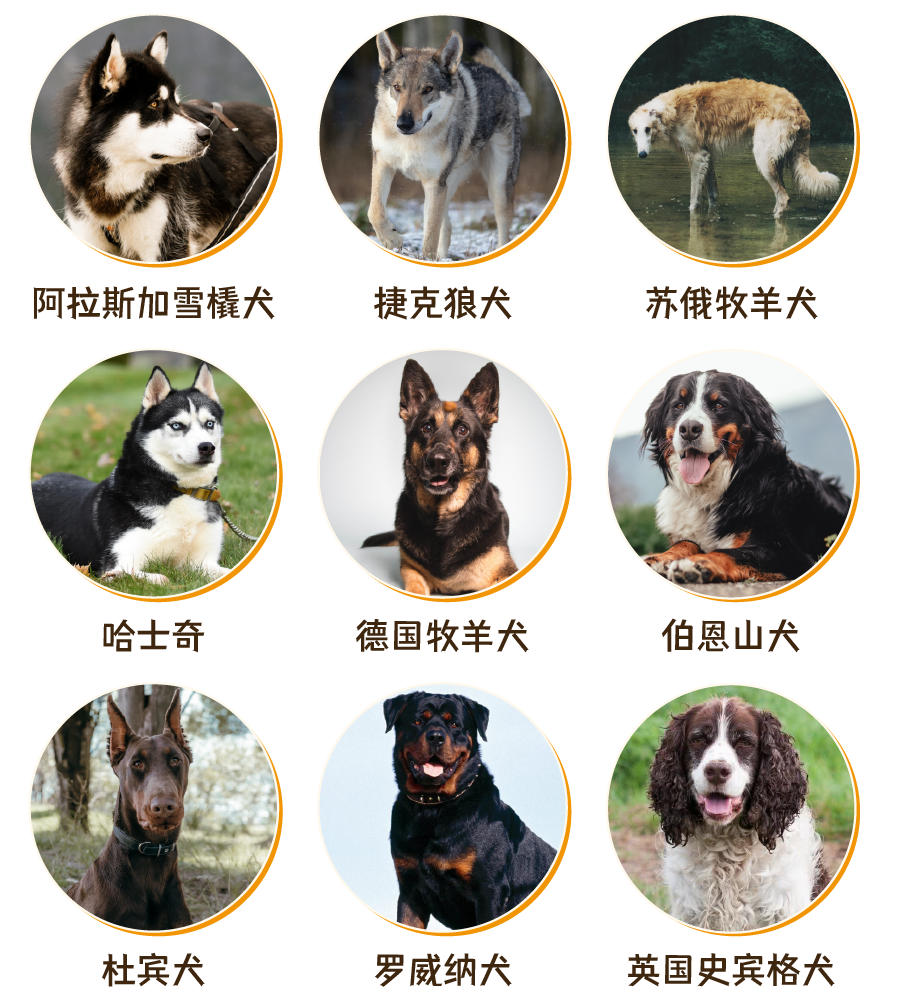 狗品种大全_品种狗大全图片及名称图片_狗品种大全集