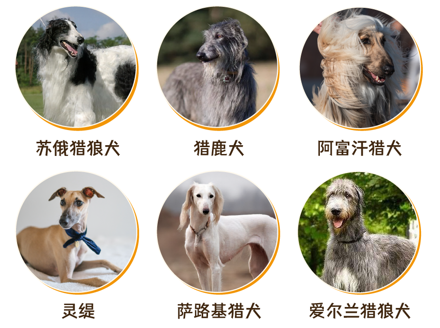 狗品种大全_狗品种大全集_品种狗大全图片及名称图片
