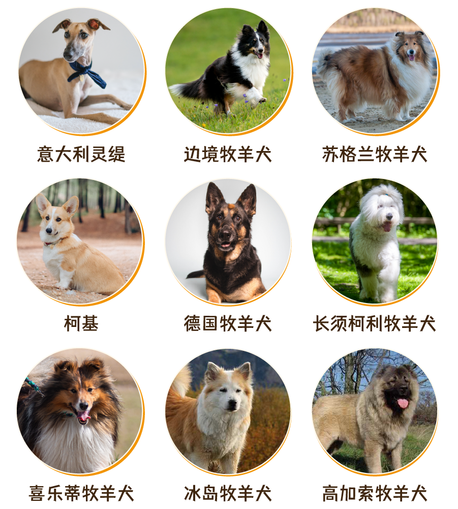 狗品种大全集_品种狗大全图片及名称图片_狗品种大全
