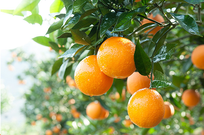 橙子农村橙子_农村橙子_农村橙子两年前视频