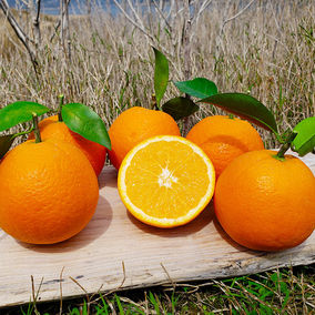 农村橙子两年前视频_橙子农村橙子_农村橙子