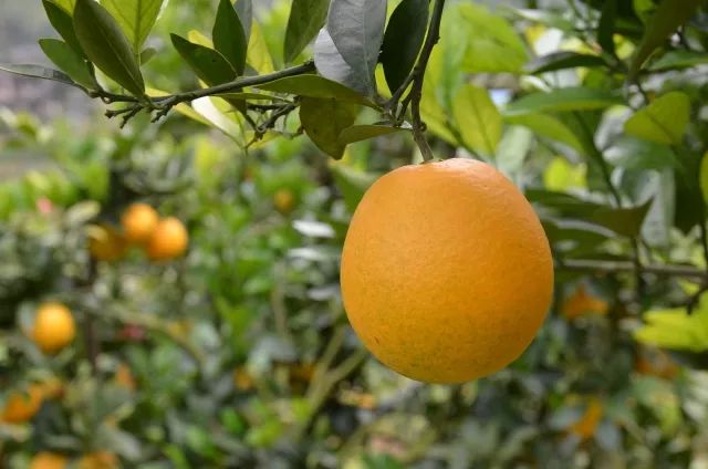 农村橙子_农村橙子两年前视频_橙子农村橙子