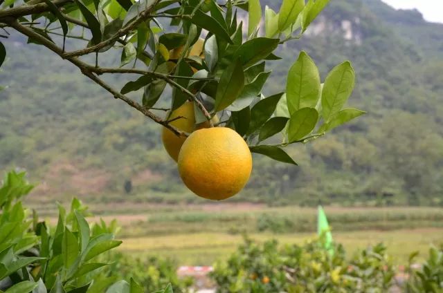 农村橙子_橙子农村橙子_农村橙子两年前视频