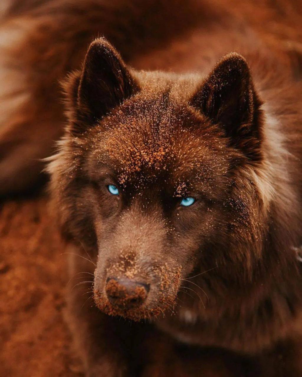 够狗_狗狗品种_狗狗视频