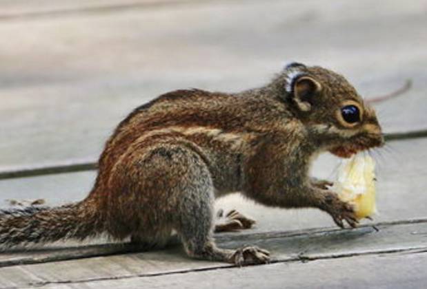 夜视百科_我的世界夜视_夜视tv