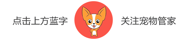 中华犬 规定中华田园犬为禁养犬只！中国土狗的辛酸，“为什么我们不一样……”
