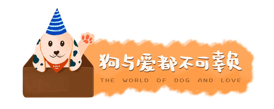 狗狗图片 网友买了幅油画，打开发现9张狗狗照片，准备归还主人，但…