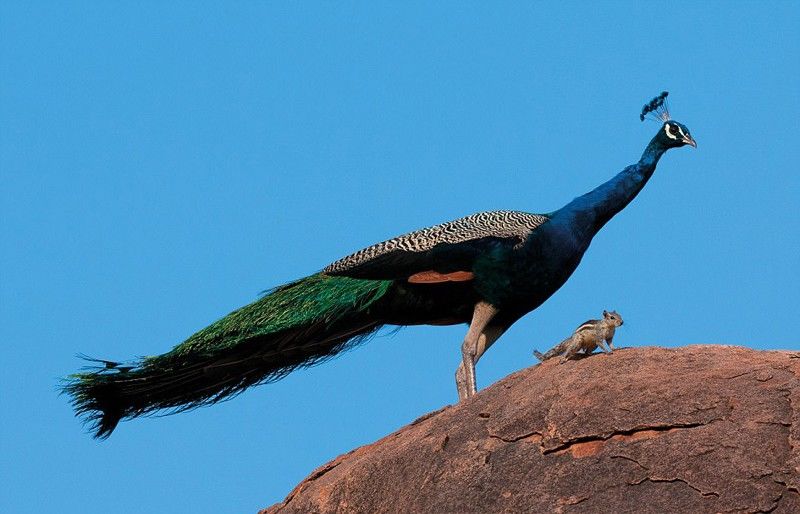 新闻资讯app排名 猎豹发布新闻APP活跃度Q1涨幅榜 一点资讯第一