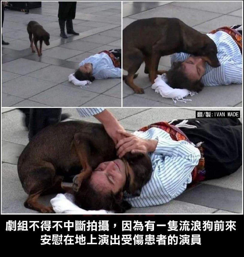 小狗_小狗小狗dog是什么歌_皇家小狗照顾小狗