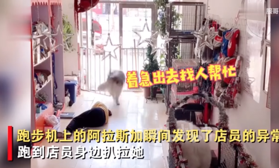 皇家小狗照顾小狗_小狗_小狗小狗dog是什么歌