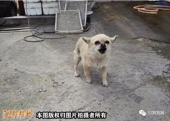 100元的吉娃娃狗图片大全
