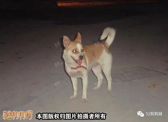 狗图片大全_狗大全图片品种_狗大全大图图片