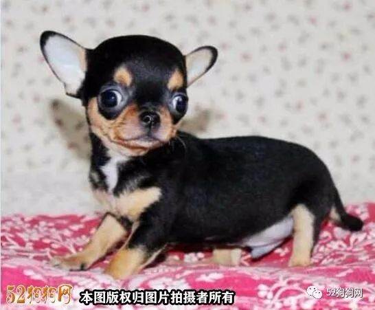 狗大全大图图片_狗图片大全_狗大全图片品种