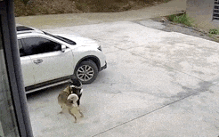 皇家小狗照顾小狗_小狗小狗dog是什么歌_小狗