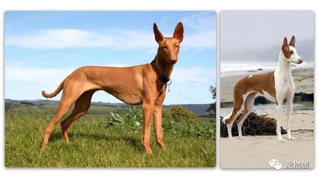 中国名犬_中国名犬有哪些品种_中国名犬排名前100